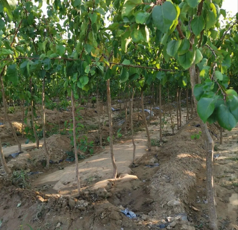 展示凯特大黄杏在新疆果园的种植环境,阳光充足,空气干燥,适合杏果生长 凯特大黄杏果园种植环境