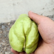 贵州佛手瓜种基地预售