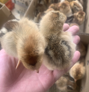 新广k901鸡苗(厂家直销)长期供应 包预防 包成活