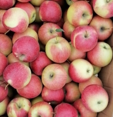 [苹果批发]丹香苹果色泽鲜艳,口味香甜.欢迎新老客户选购.价格1.