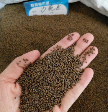 沙苑子药用籽类无硫干净无杂质净货沙苑子可食用