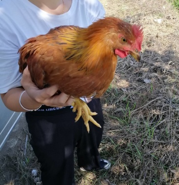 2斤的天露麻阉待开棚6.8一斤