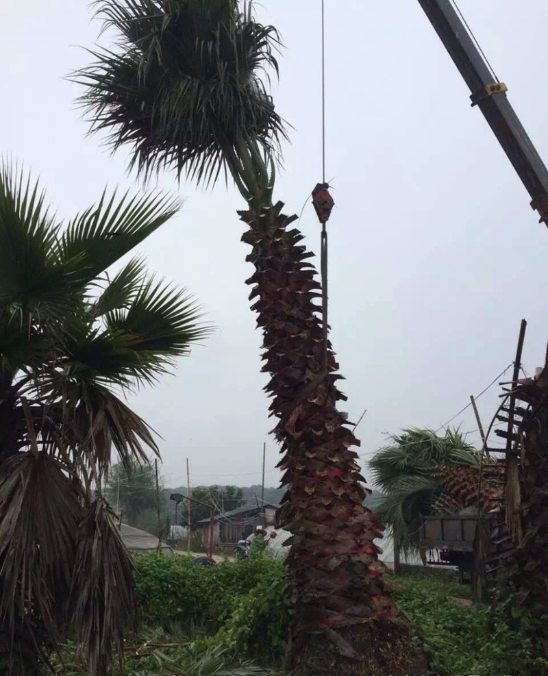 精品老人葵华棕全国主产区漳州老人葵种植基地批发价格现货