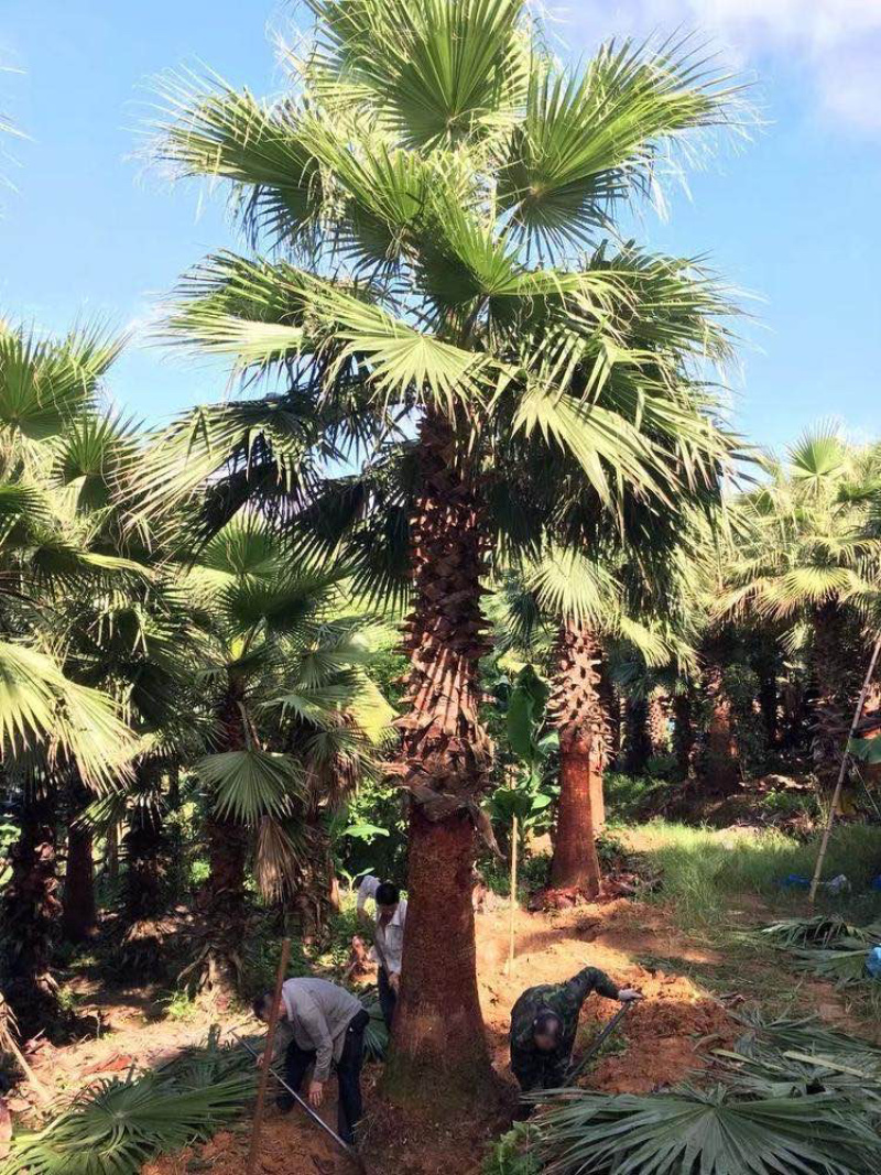 精品老人葵华棕全国主产区漳州老人葵种植基地批发价格现货