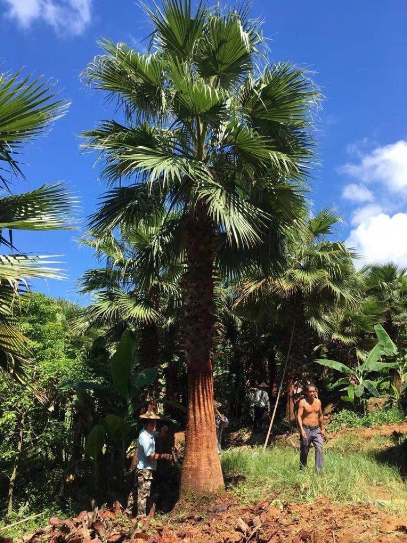 精品老人葵华棕全国主产区漳州老人葵种植基地批发价格现货