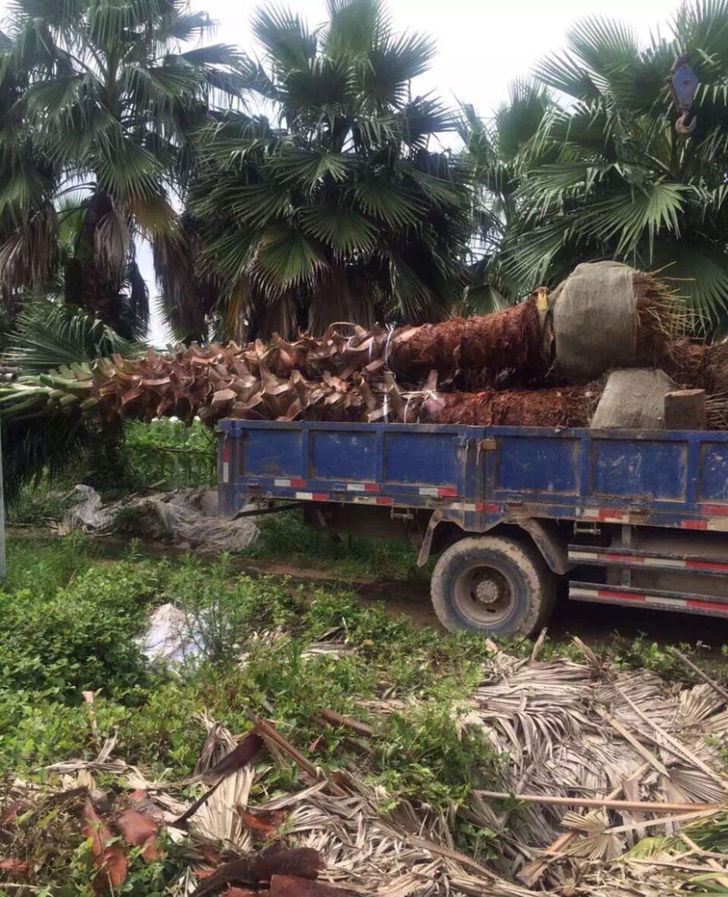精品老人葵华棕全国主产区漳州老人葵种植基地批发价格现货