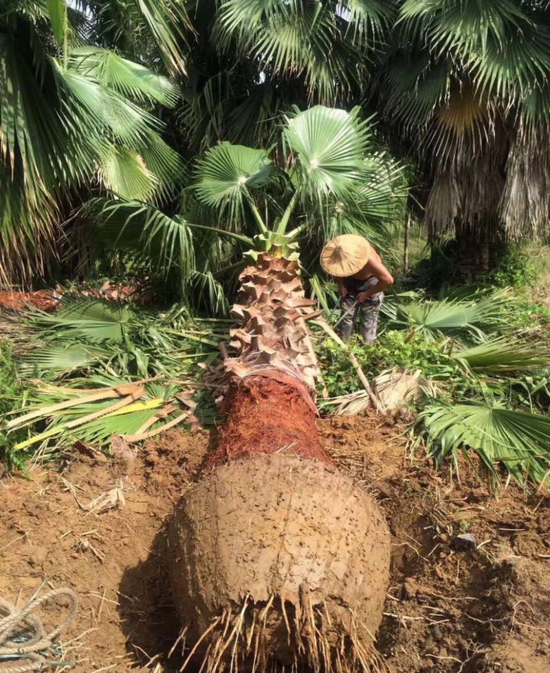 精品老人葵华棕全国主产区漳州老人葵种植基地批发价格现货