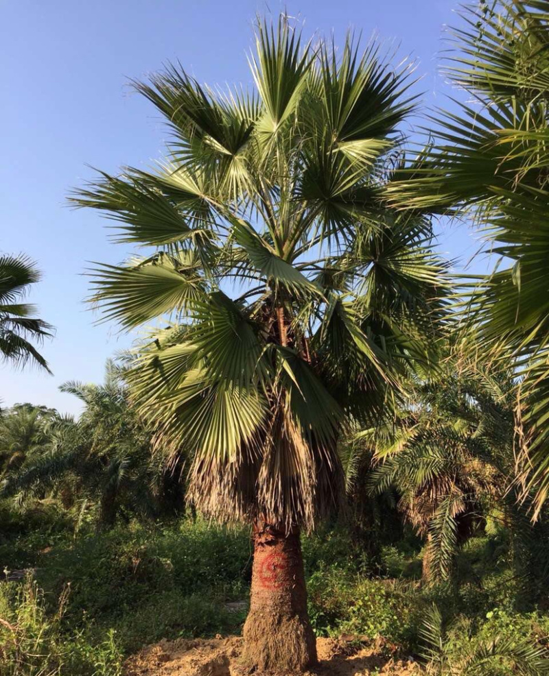 精品老人葵华棕全国主产区漳州老人葵种植基地批发价格现货