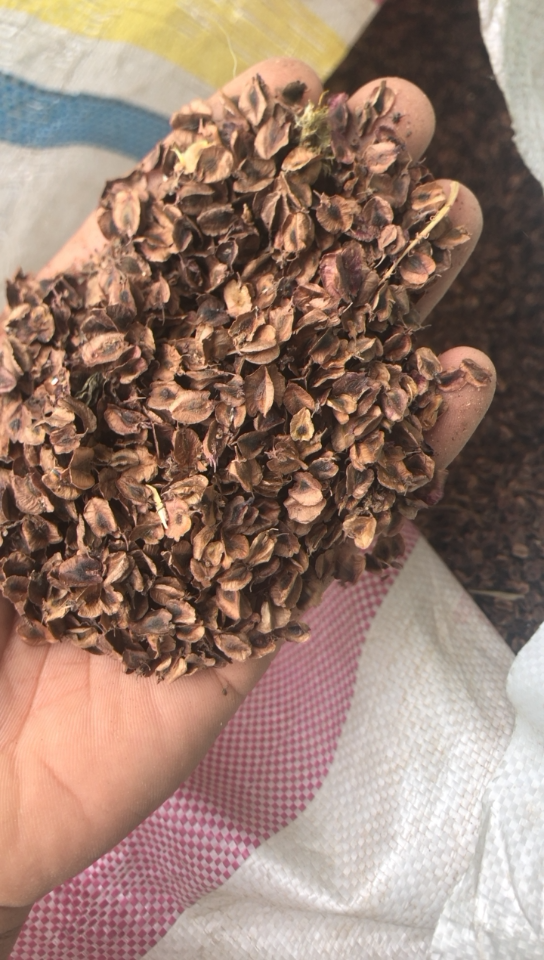 [大黄种子批发]2020年新大黄种子,发芽率百分之99价格23.