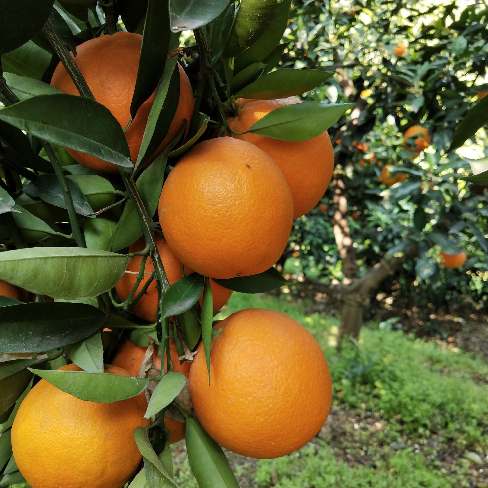 [奉节脐橙批发]奉节脐橙高次,电商小果,商品果大量供货中价格0.
