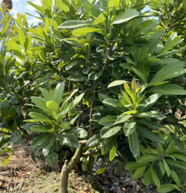 三年生嫁接东魁杨梅果树苗木田里栽培带原生土球发货