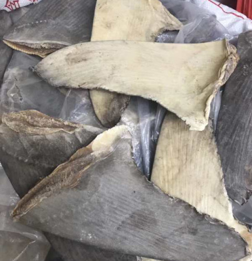 [鱼翅批发]足干生货片(沙鱼翅片)10-12寸价格680.00元/公斤 - 一亩田