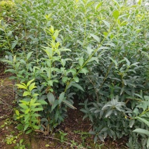 100-150大田稀植连翘四次平茬