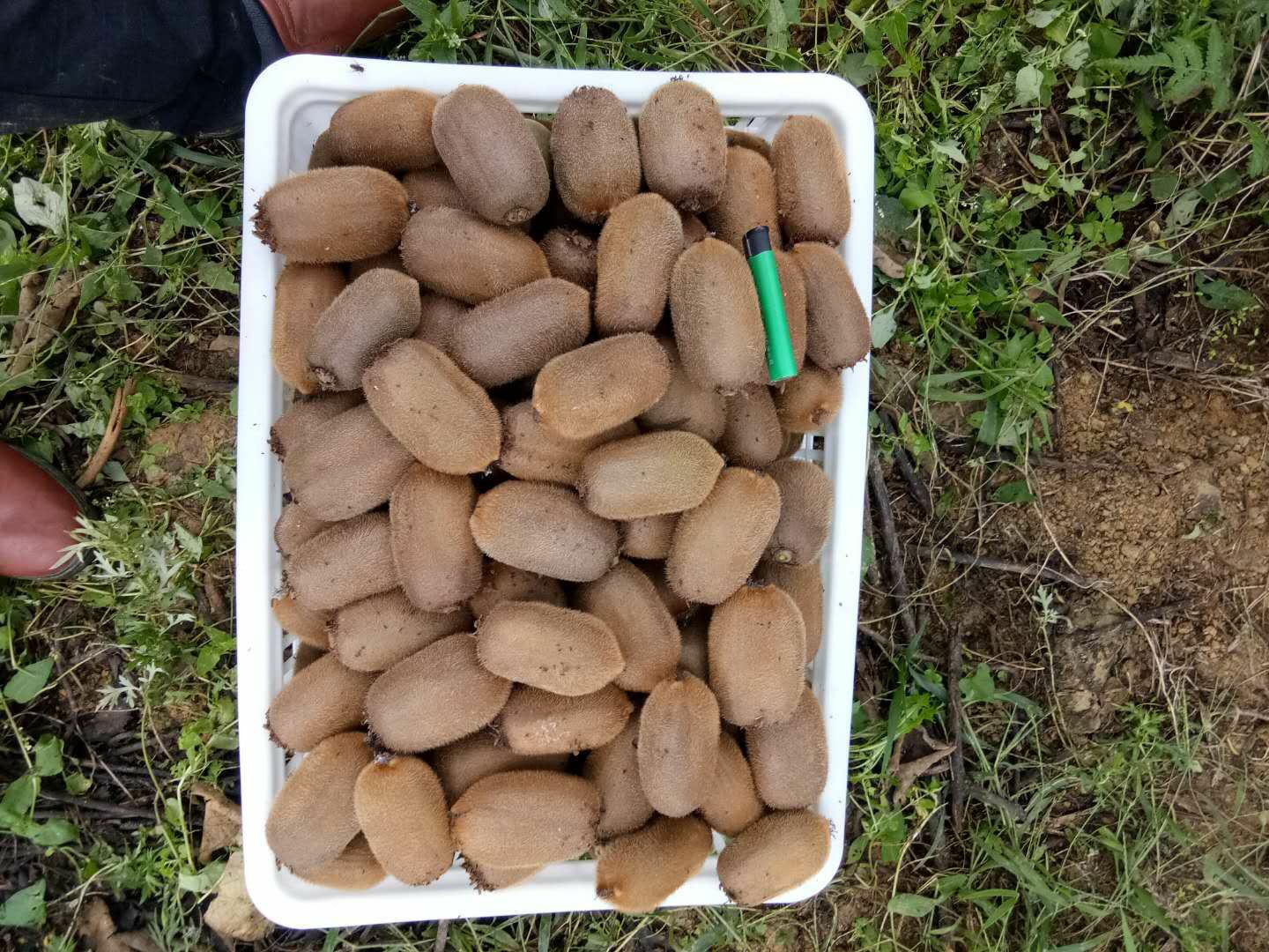 绿心猕猴桃果实展示