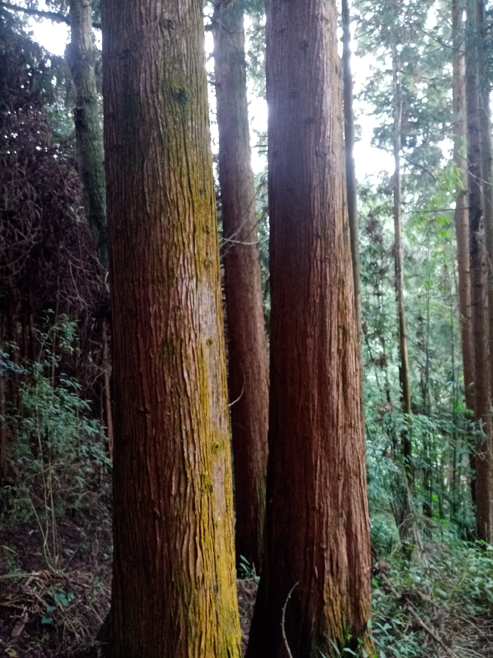 [杉木批发]云南保山龙陵县杉木 5600.00元/吨原木古建筑秃 _ 一亩田