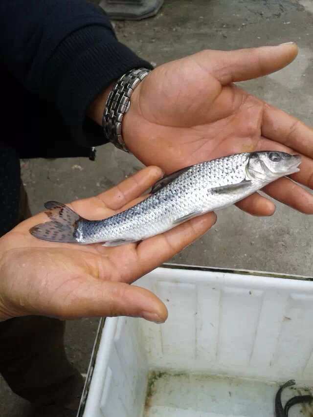 花骨魚土鳳綠色產品