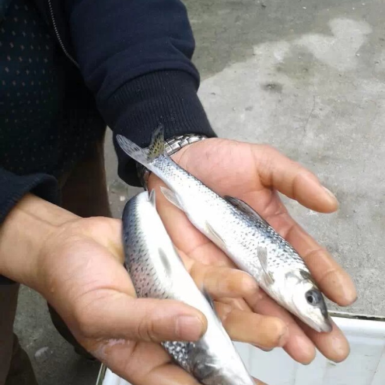 花骨魚土鳳綠色產品