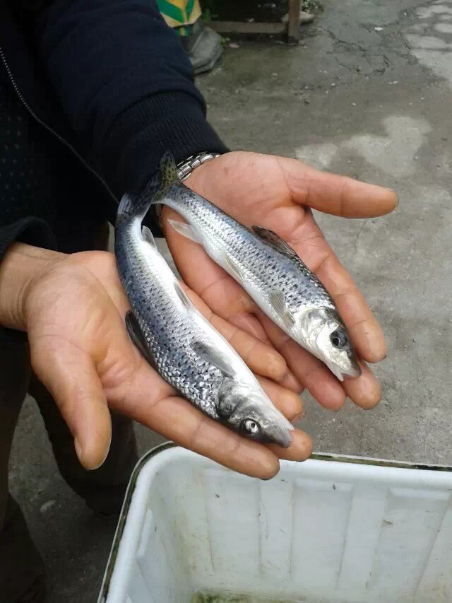 花骨魚土鳳綠色產品