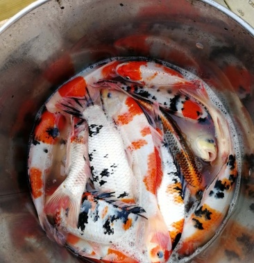 低价出售锦鲤,品相还是可以的