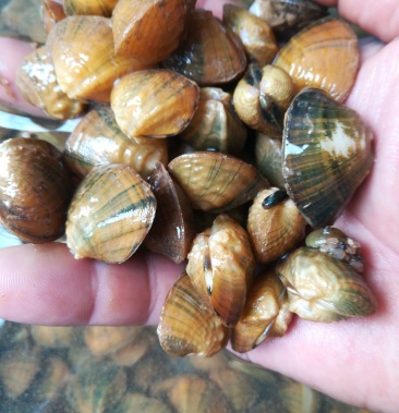[蛤蜊批发]韩江大蚬.线纹蚬子.价格4.00元/斤 - 一亩田