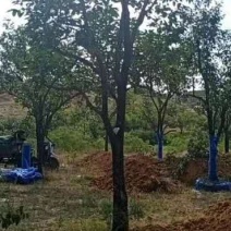 12公分柿树,现货供应，价格美丽