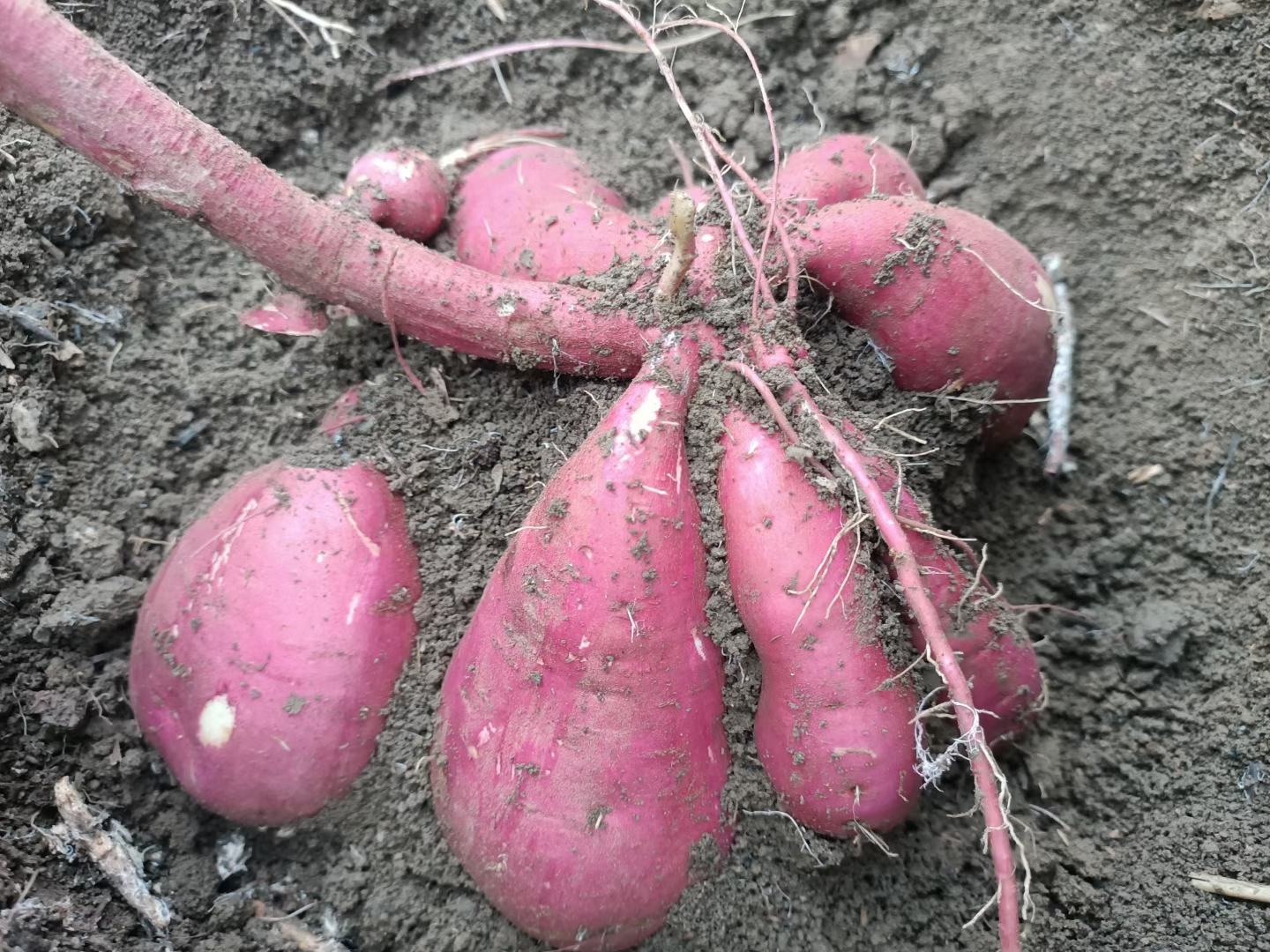 城市消费者选购红薯与土豆场景对比