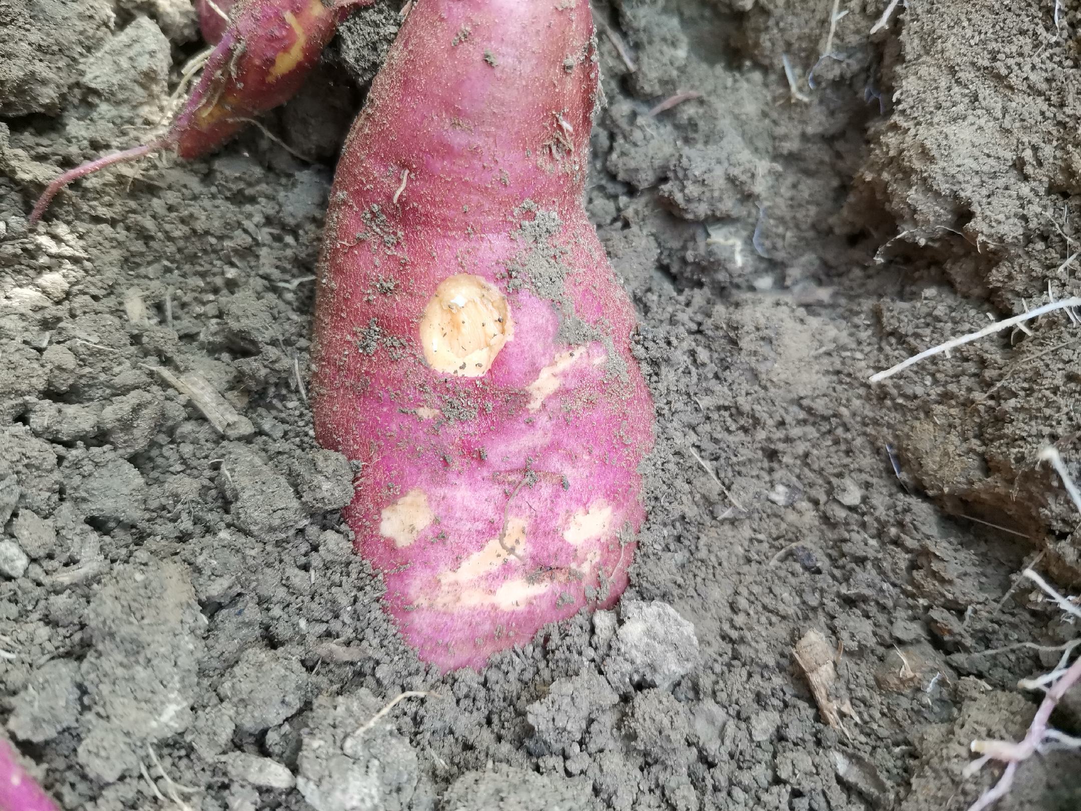 红薯开裂特写照片