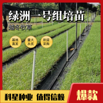 【**】绿洲一号零下25度越冬牧草组培苗技术指导欢迎采购