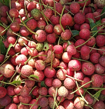 高山山荔枝基地优质种苗鲜果销售