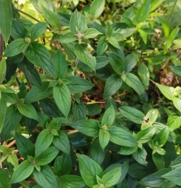 中越边界大山里的牛白藤