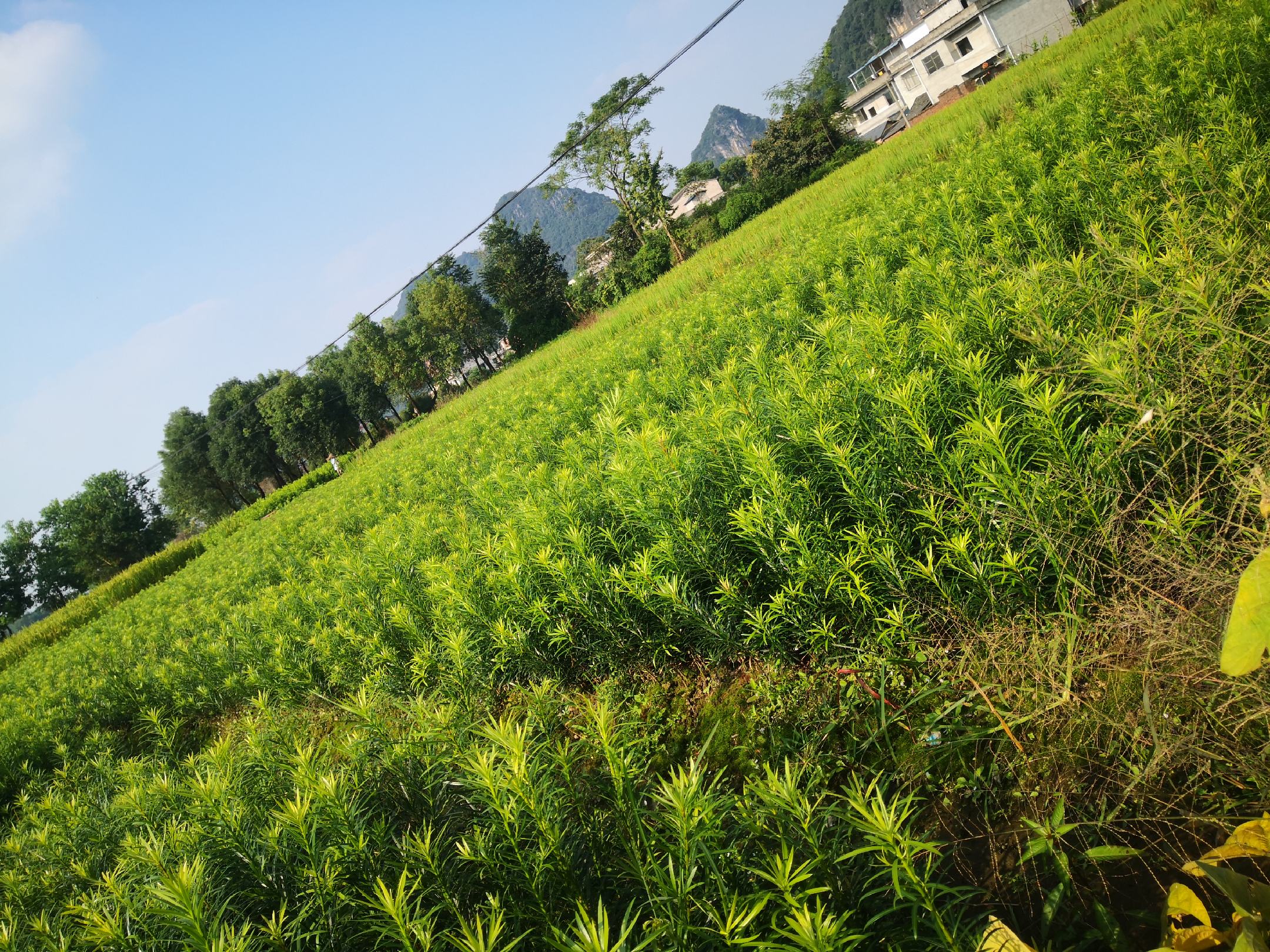 罗汉松小苗基地全景