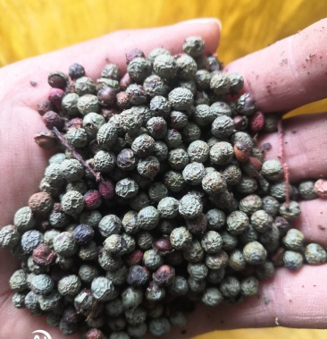 黄连木种子,,绿黄连风车货