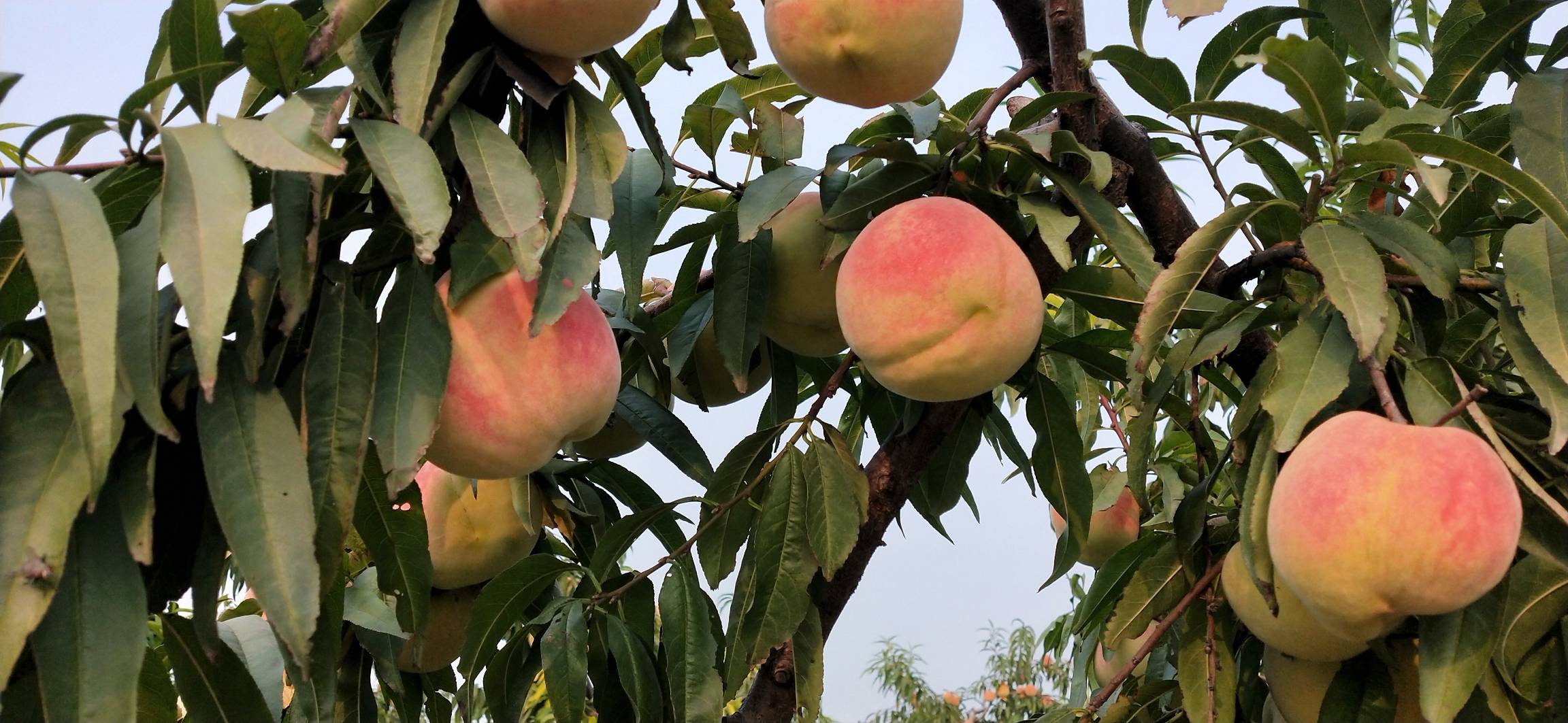 桃林坪村农户采摘成熟桃子