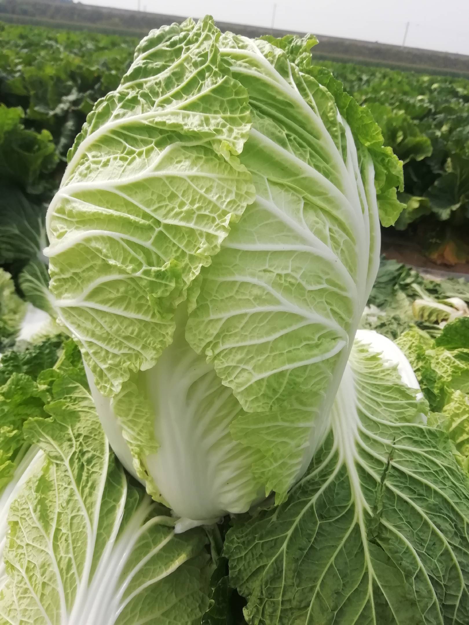 新鲜大白菜北京本地