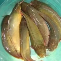 出塘鲺鱼成品鱼，欢迎来购