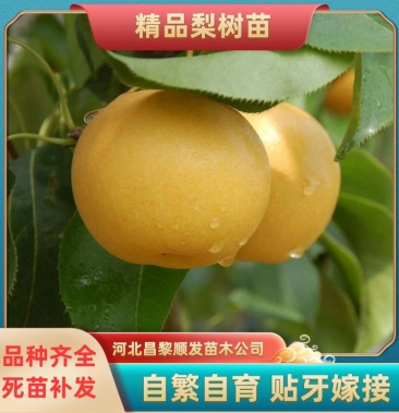 皇冠梨树苗08cm一棵也是批发价格清地处理中