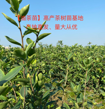 长林系列高产油茶苗长林4号长林53号长林40号