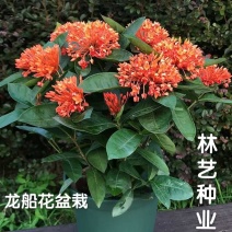 龙船花盆栽带花老桩花卉盆栽植物室内好养水绣球阳台庭院观花