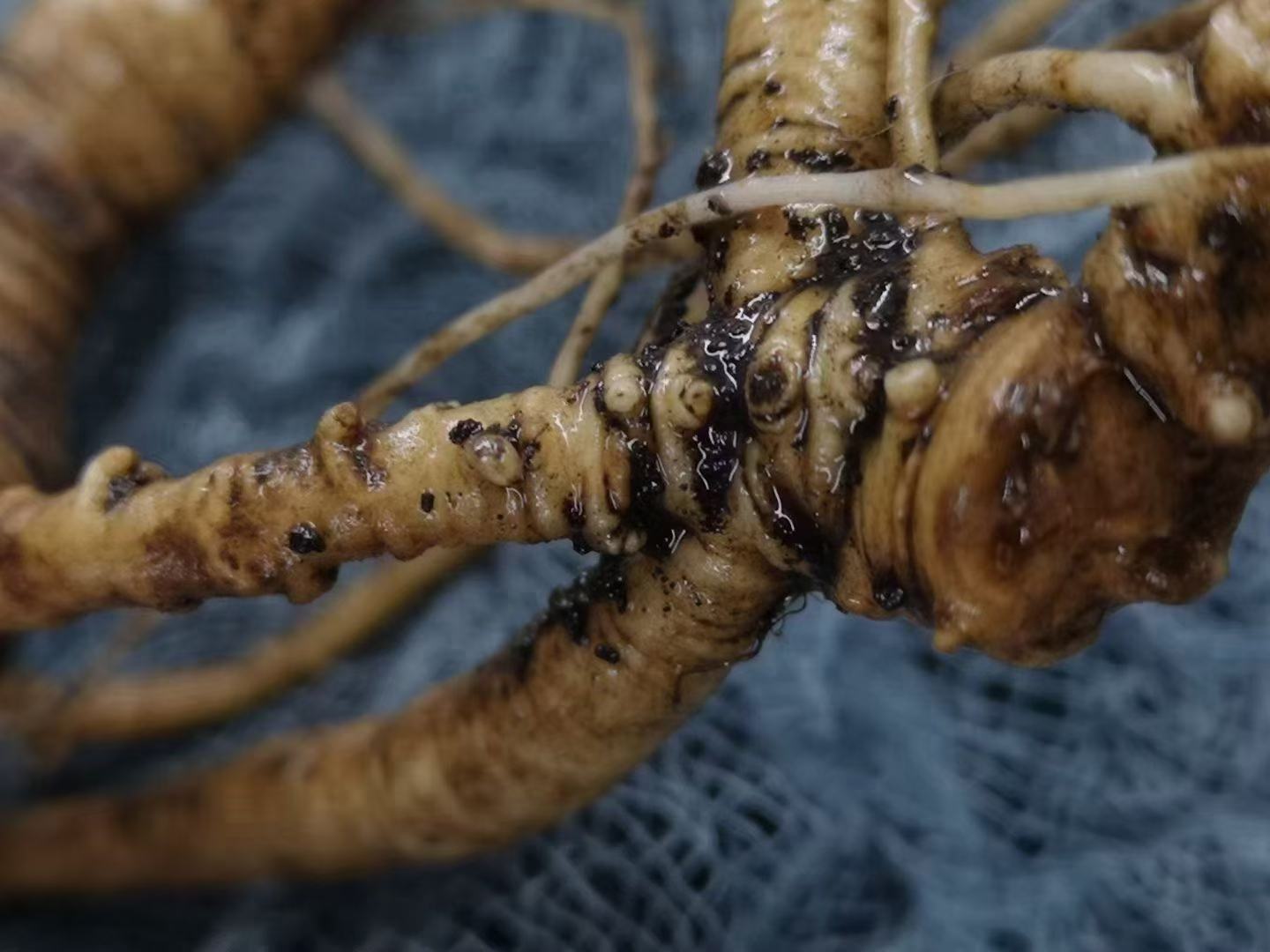 野山参显微结构图