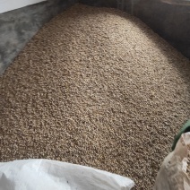 新产薏仁米，颗粒饱满，色泽鲜艳