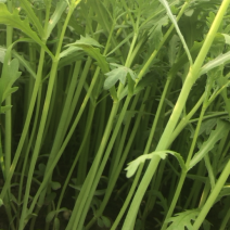 产地直发茼蒿量大从优支持拿样