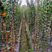 紫薇条子货，高度1.5-3米都有货，成都郫县基地。
