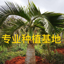 福建精品酒瓶椰子价格批发精品酒瓶椰子树漳州产地直销批发