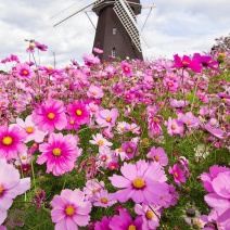 【波斯菊】波斯菊花种子四季开花易活庭院花孑