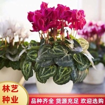 新品仙客来盆栽小苗好养室内花卉四季花阳台室内盆栽观花植物