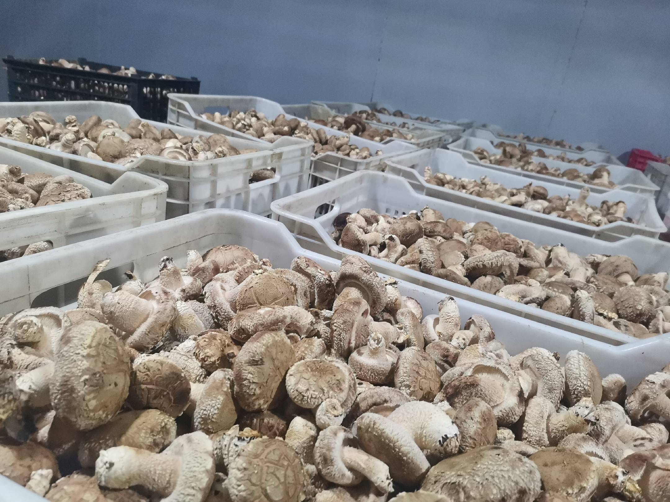 随州干香菇出口装箱现场