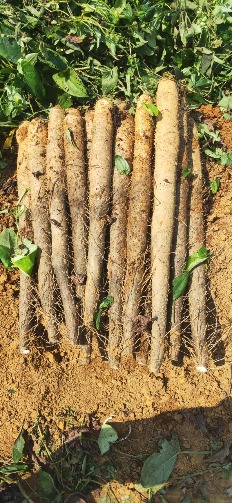 大量供应白鬼淮山价格美丽