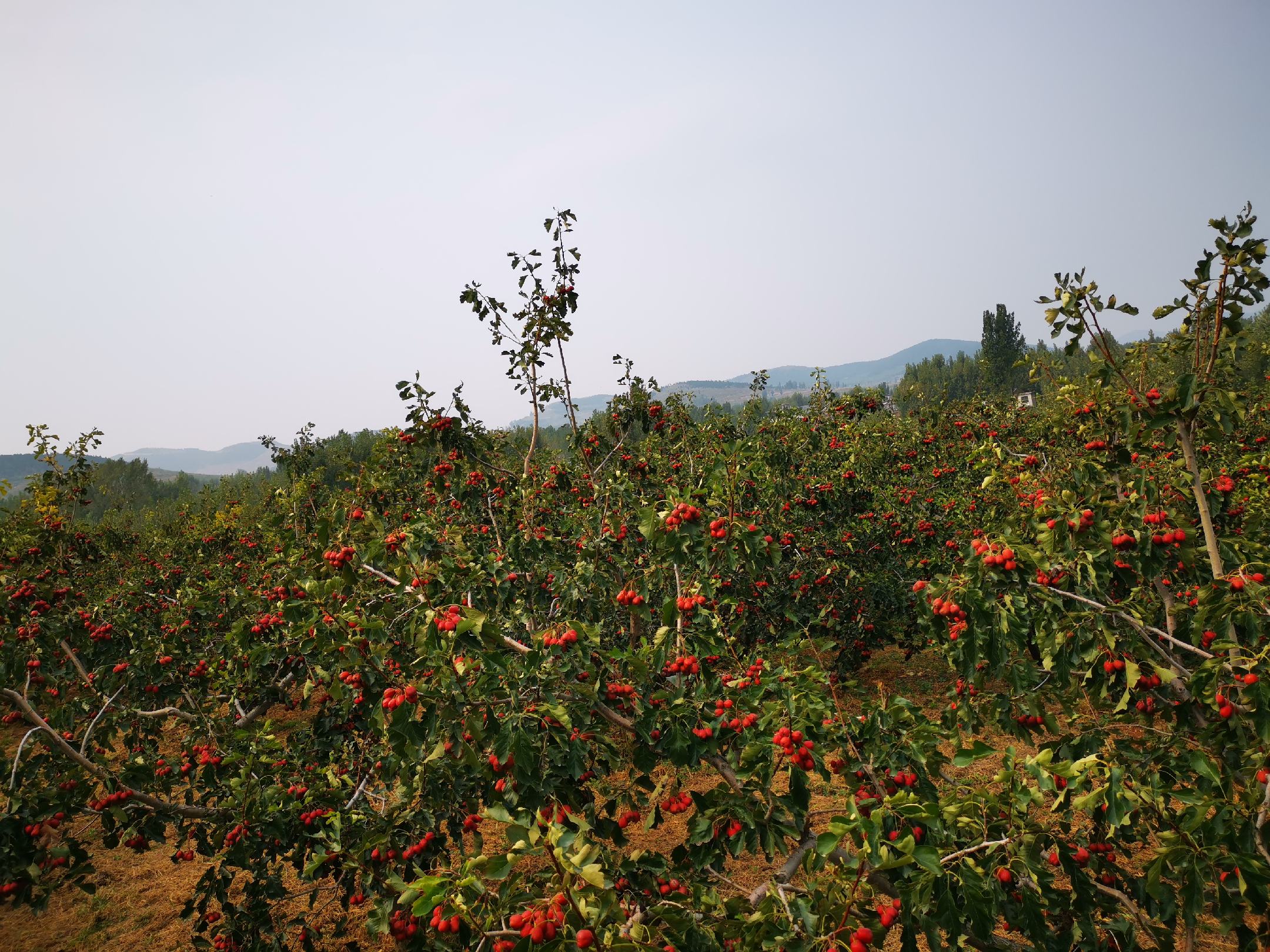 果园中的大五棱山楂树