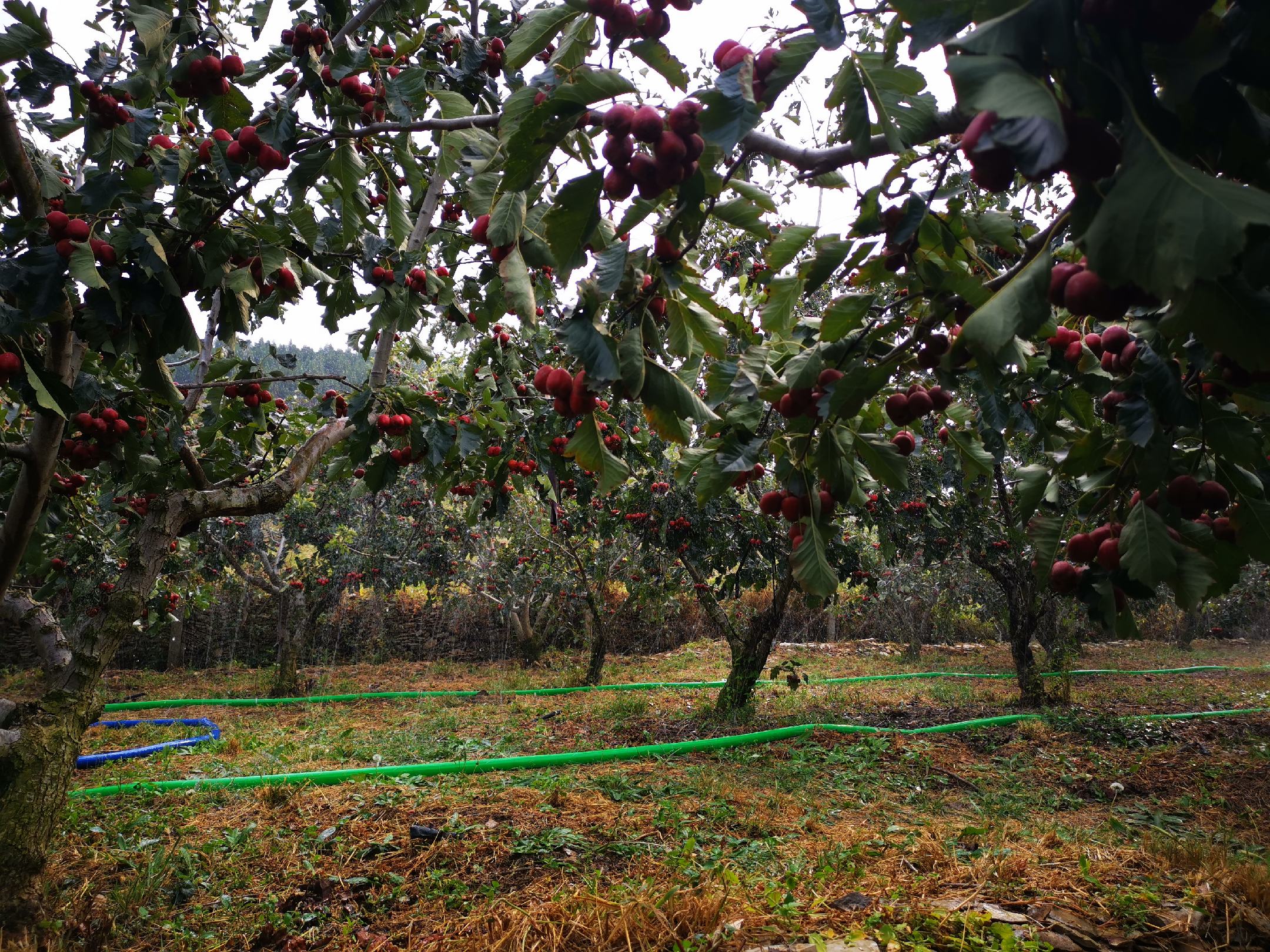 山楂采摘农户正在采摘大五棱山楂
