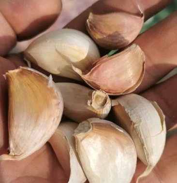 太空蒜欢迎各位老板购买